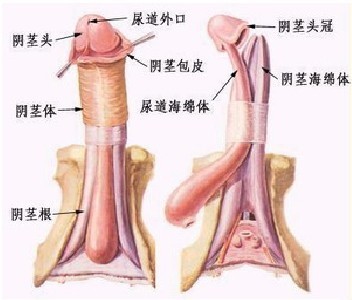 哪家医院割包皮好-遂宁爱德华医院男科