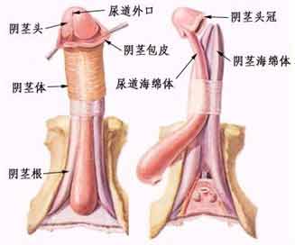 想做阴茎延长术 哪家医院费用低、疗效好-遂宁爱德华医院男科