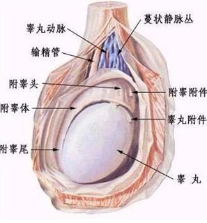 遂宁治疗附睾炎要多少钱？