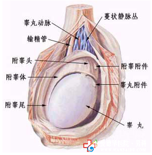 遂宁睾丸炎医院哪里治疗好？