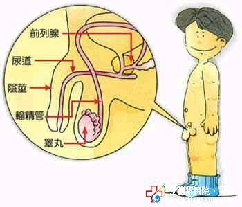 包皮过长怎么办，如何治疗好-遂宁爱德华医院男科